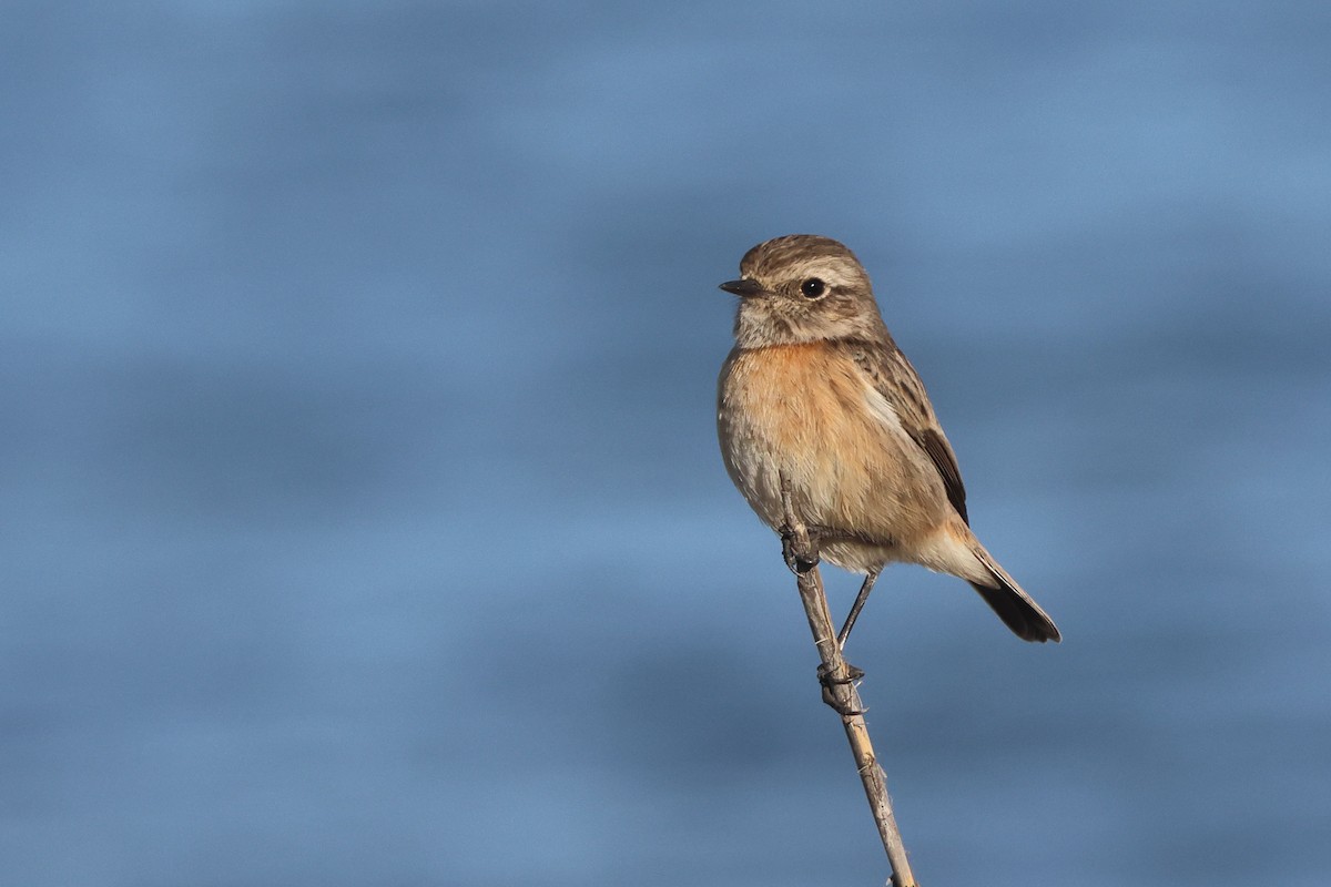 European Stonechat - ML645850279