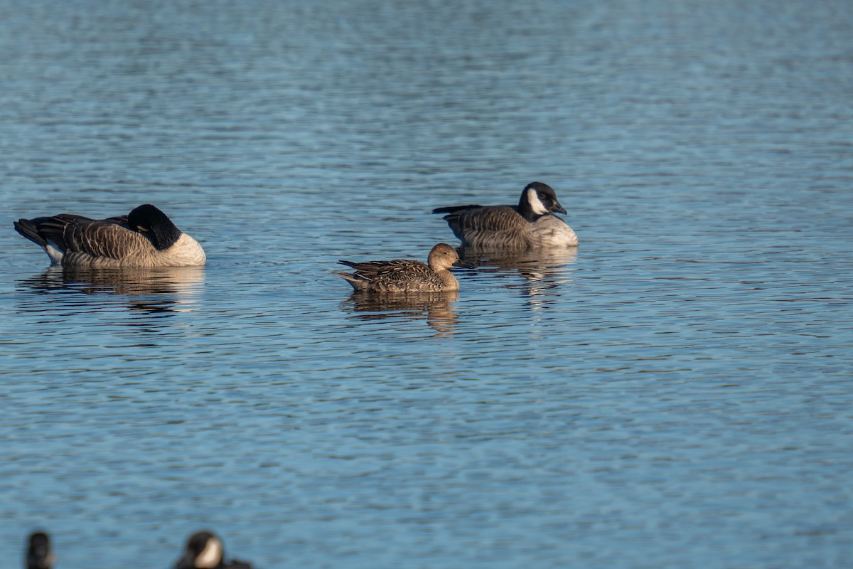 Northern Pintail - ML645850280