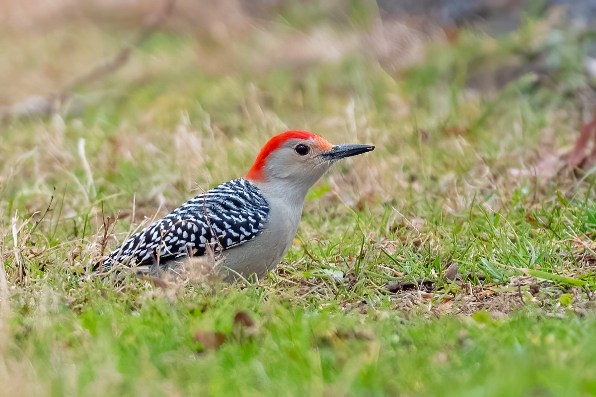 Red-bellied Woodpecker - ML645850281