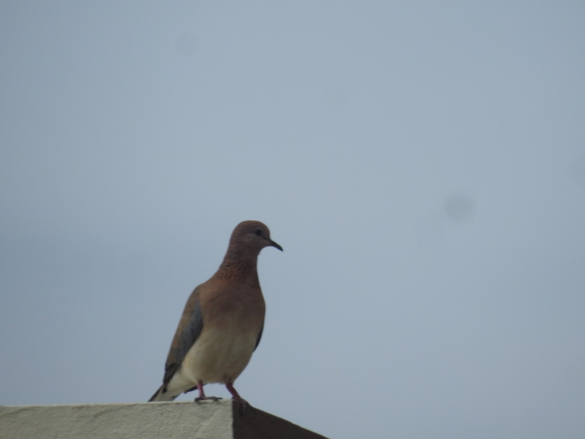 Laughing Dove - ML645850284