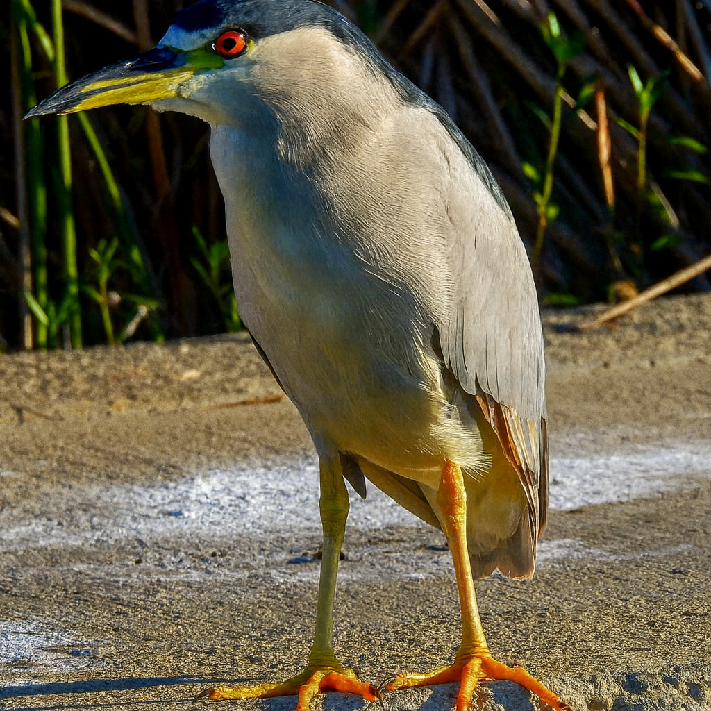 Black-crowned Night Heron - ML645850288