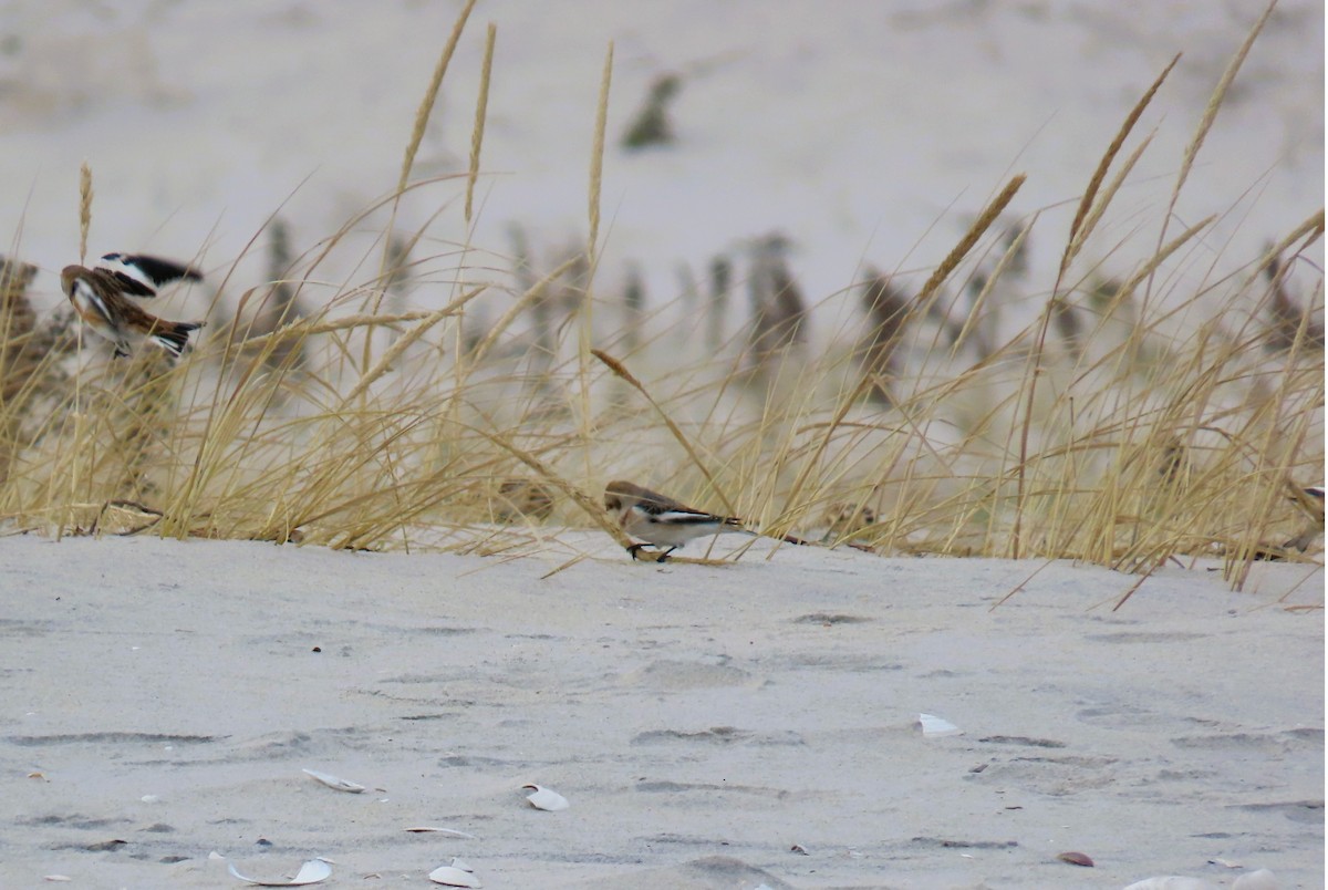 Snow Bunting - ML645850290