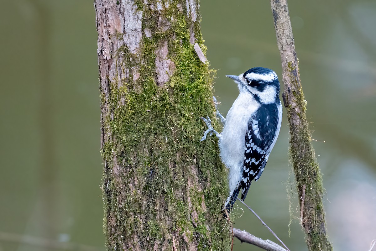 Downy Woodpecker - ML645850293