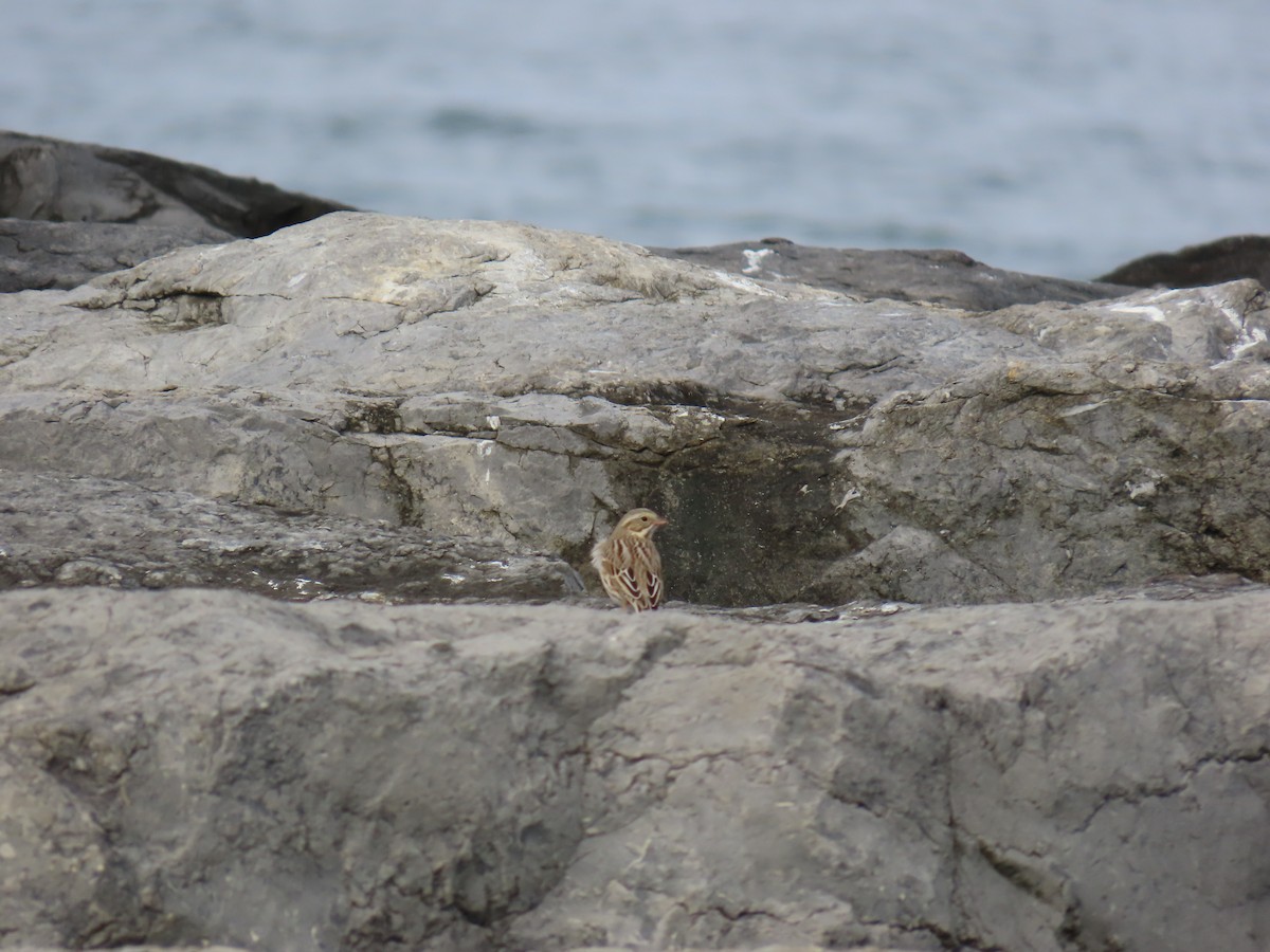 Savannah Sparrow (Ipswich) - ML645850295