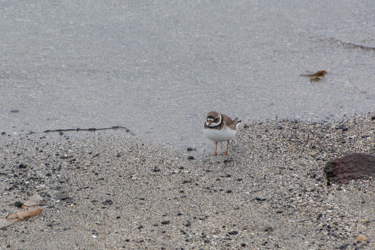 Common Ringed Plover - ML645850300