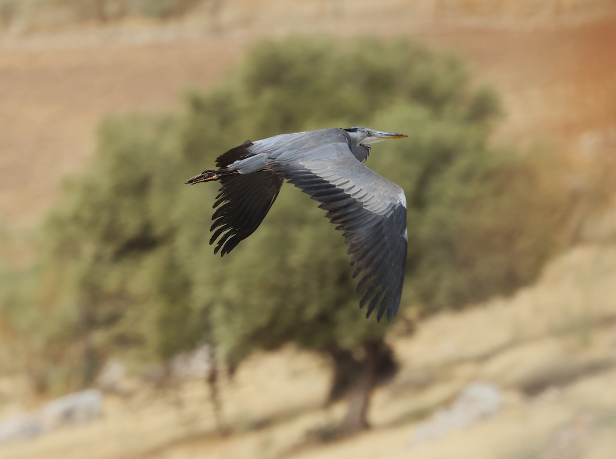 Gray Heron - ML645850301