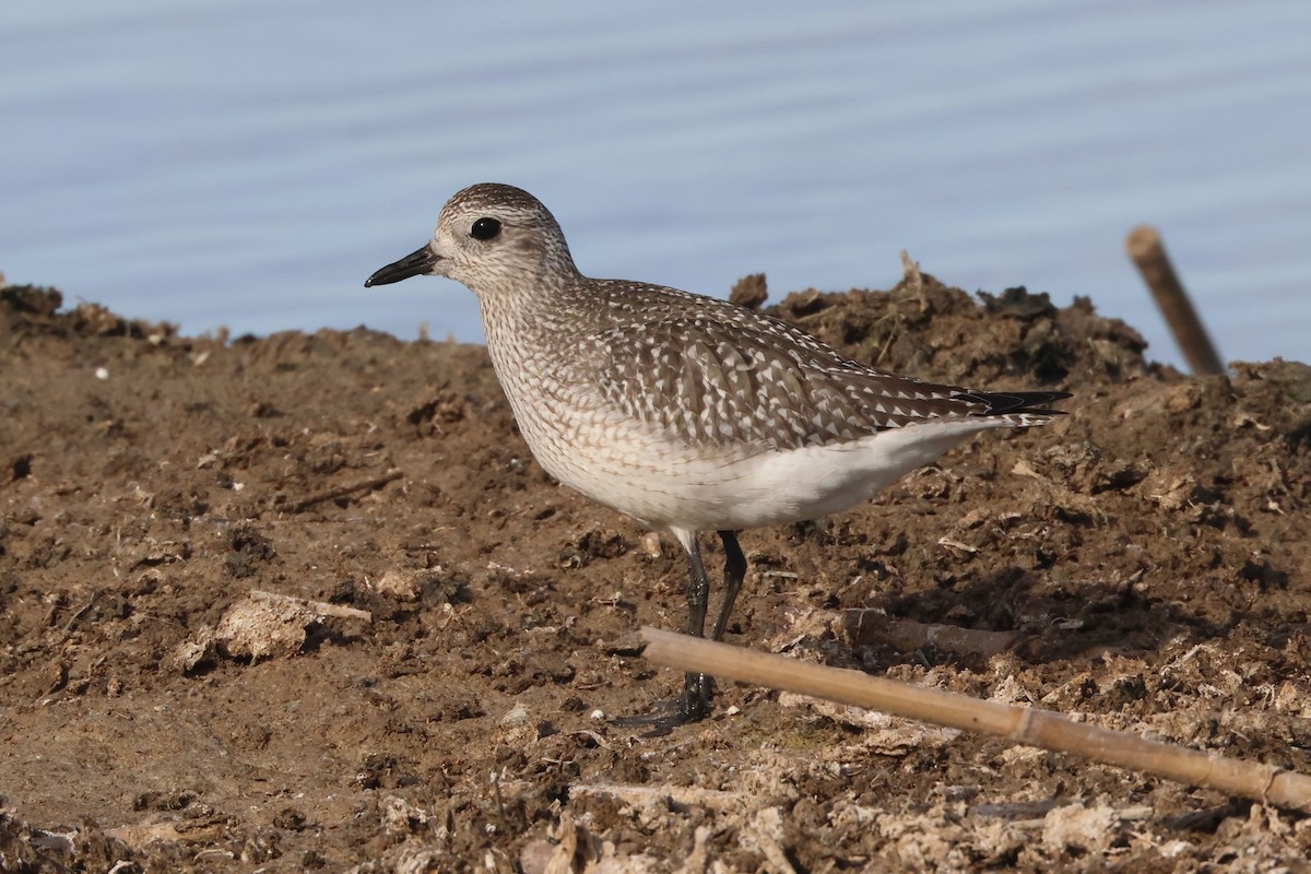 Black-bellied Plover - ML645850302