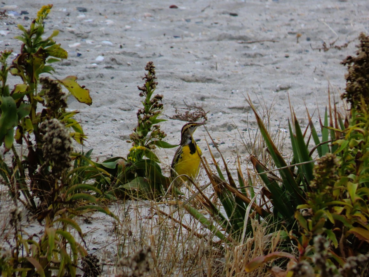Eastern Meadowlark - ML645850303