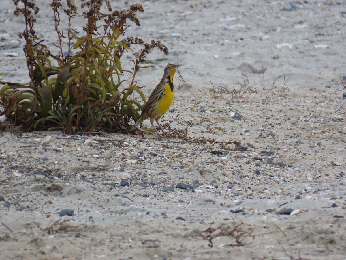 Eastern Meadowlark - ML645850304