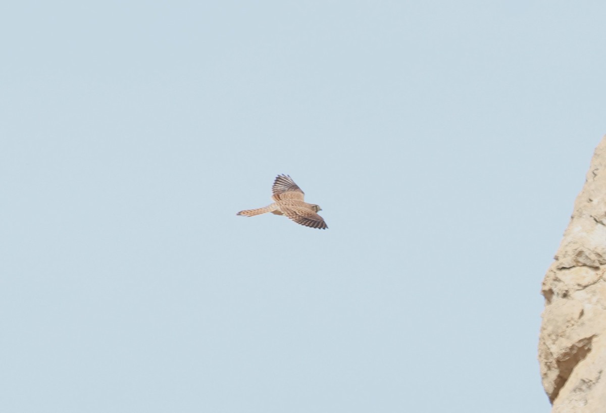 Eurasian Kestrel - ML645850305