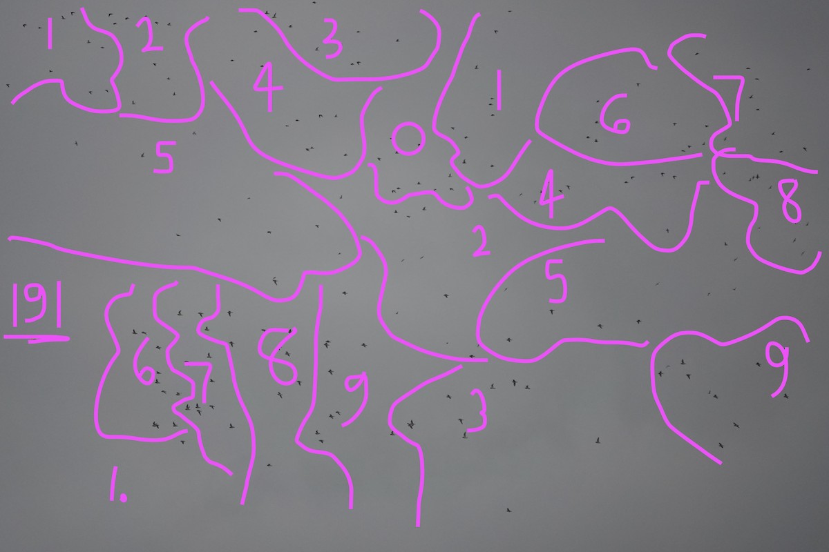 European Golden-Plover - ML645850306