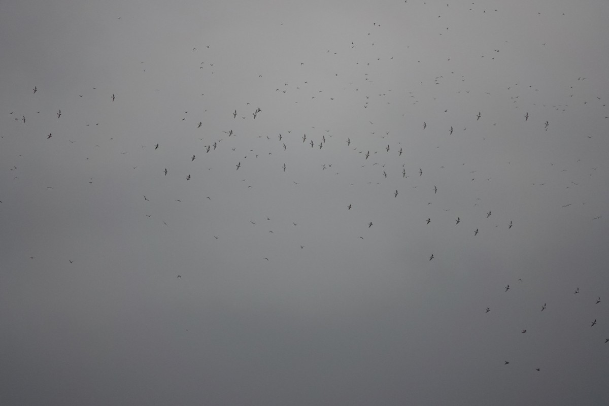 European Golden-Plover - ML645850307