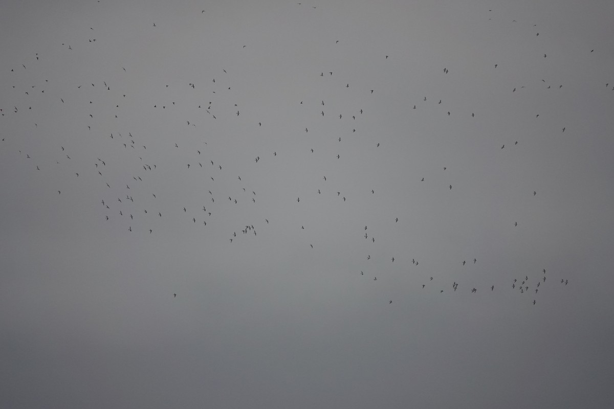 European Golden-Plover - ML645850308