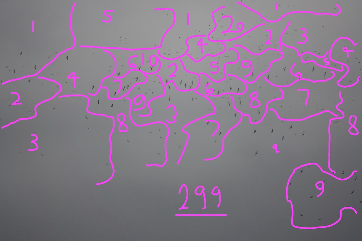 European Golden-Plover - ML645850309