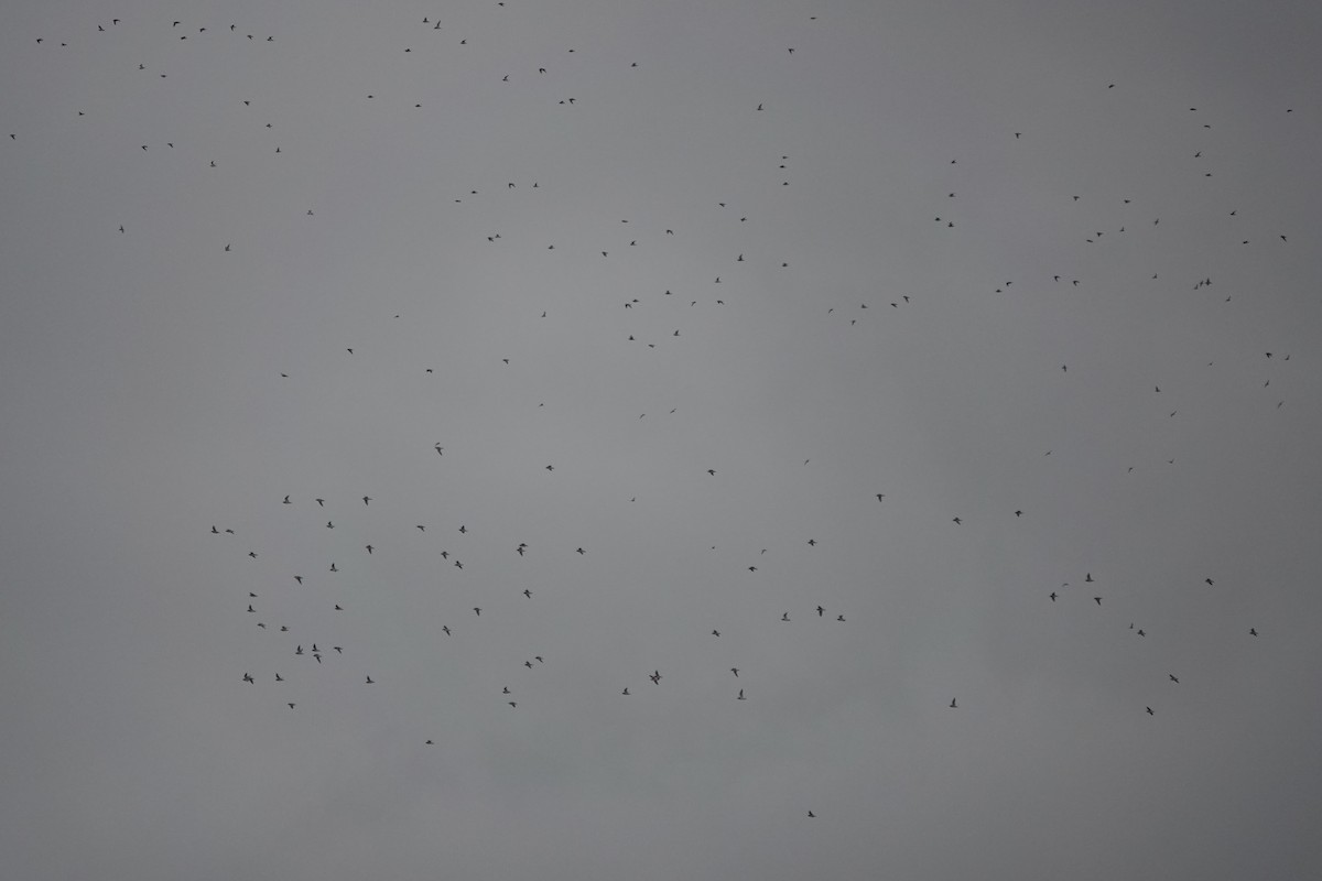 European Golden-Plover - ML645850311