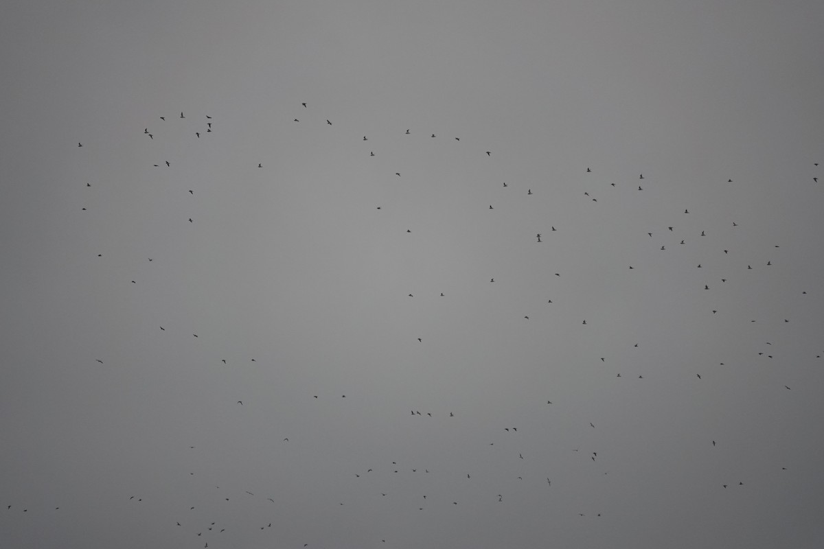 European Golden-Plover - ML645850312