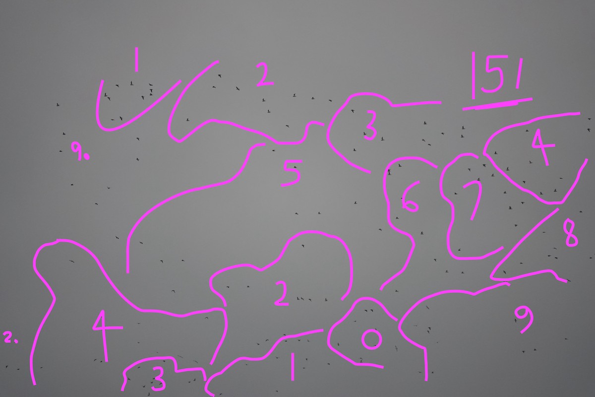 European Golden-Plover - ML645850313