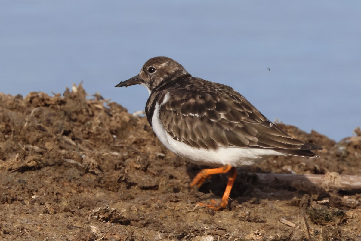 Ruddy Turnstone - ML645850314
