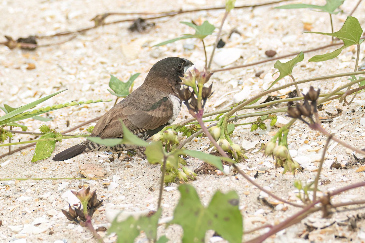 Bronze Mannikin - ML645850315
