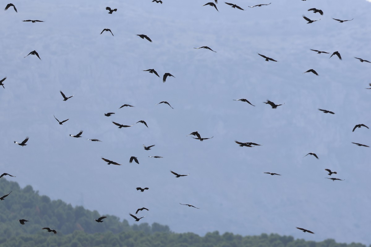 Red-billed Chough - ML645850316