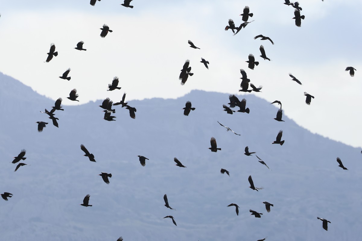 Red-billed Chough - ML645850317