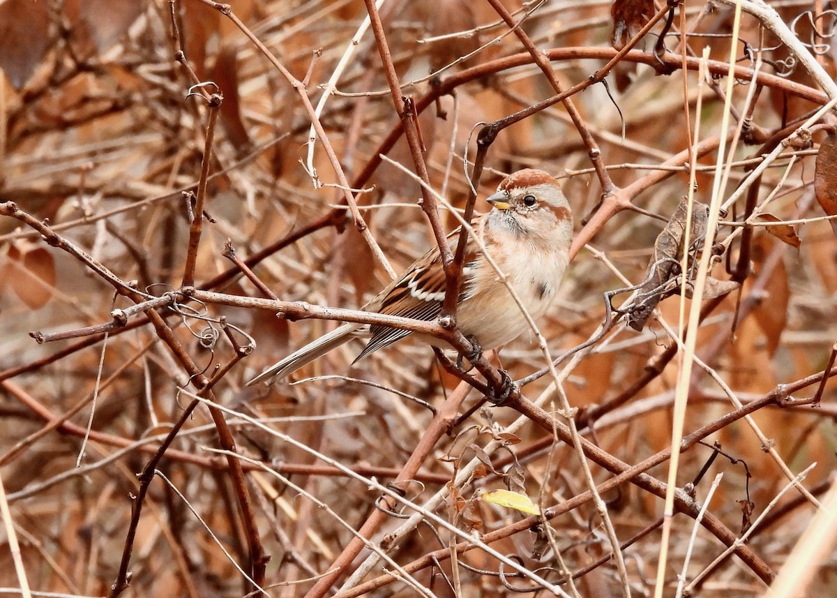 American Tree Sparrow - ML645850321