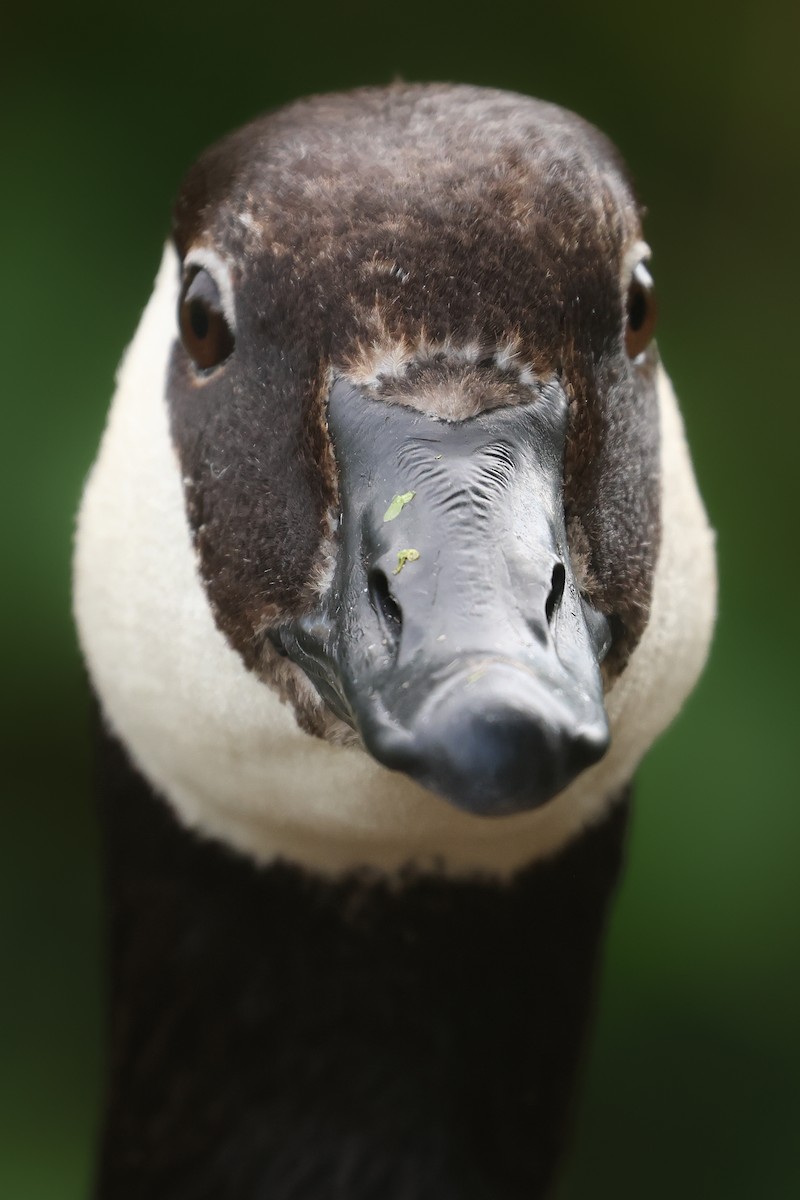 Canada Goose - ML645850331