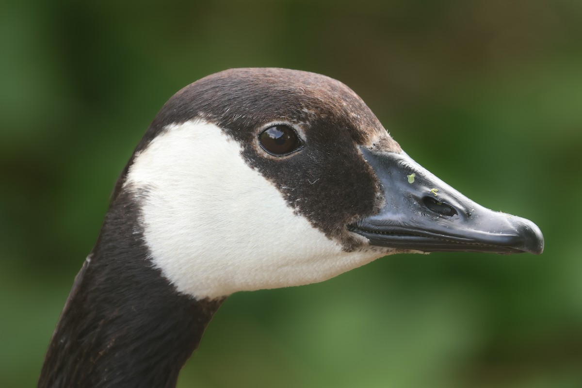 Canada Goose - ML645850334