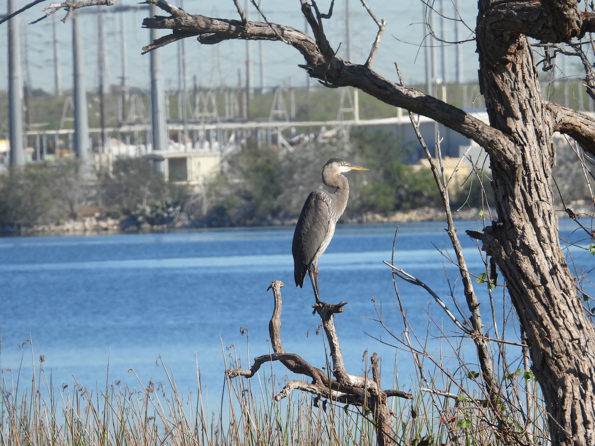 Great Blue Heron - ML645850342