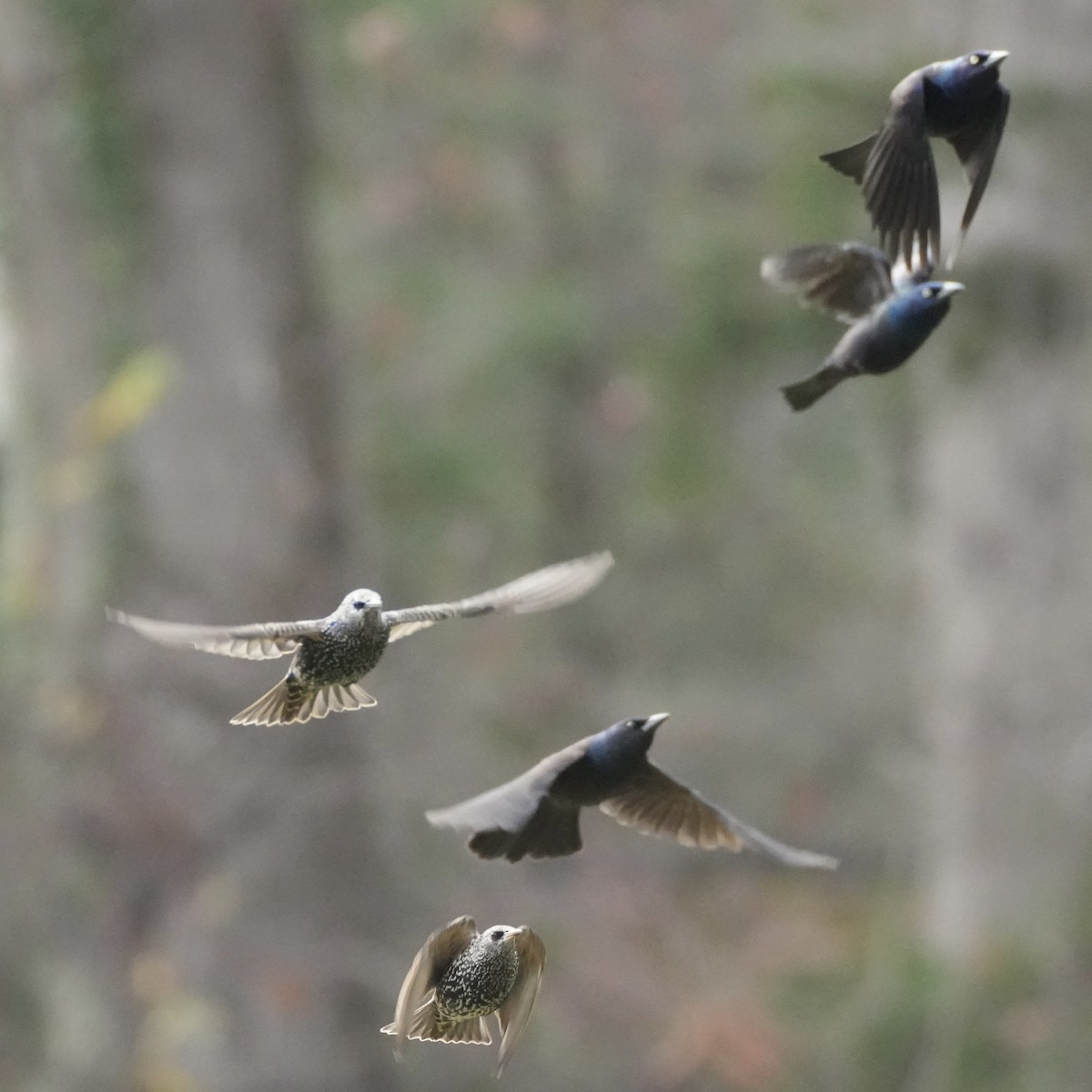 European Starling - ML645850347