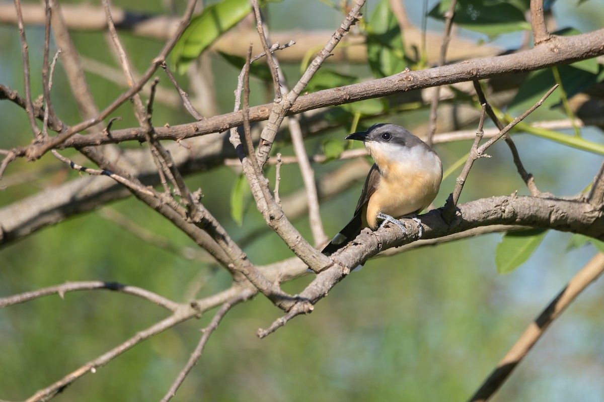 Галапагосская пиайя - ML645850363
