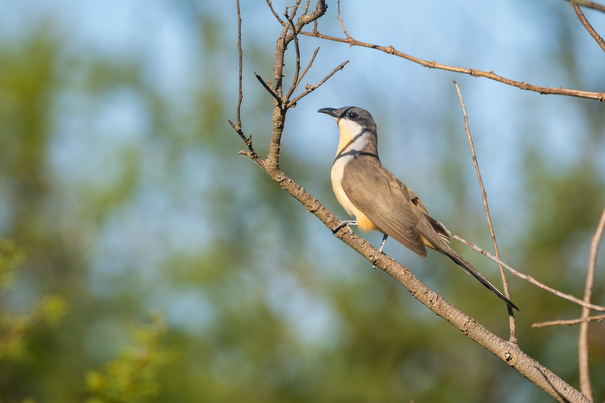 Галапагосская пиайя - ML645850364