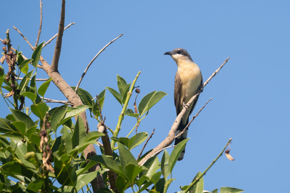 Галапагосская пиайя - ML645850365