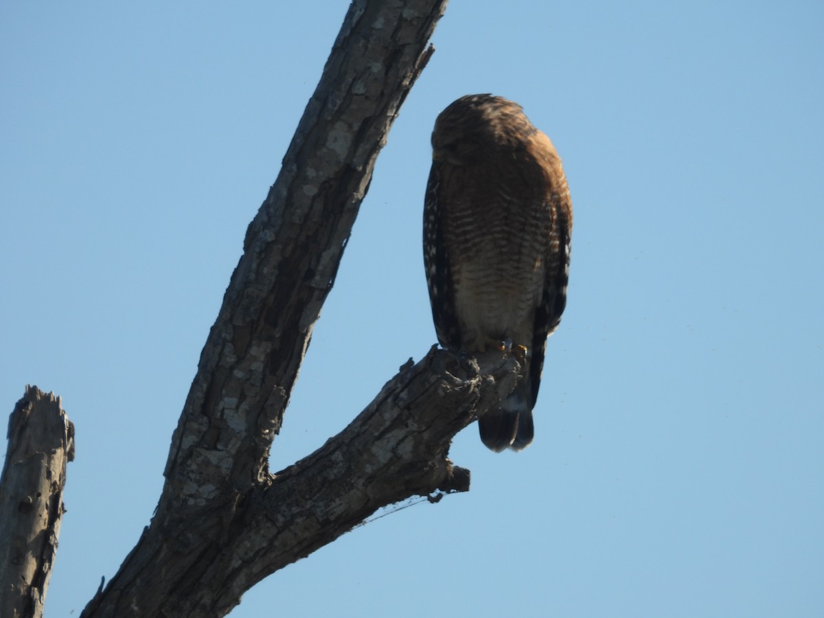 Red-shouldered Hawk - ML645850368
