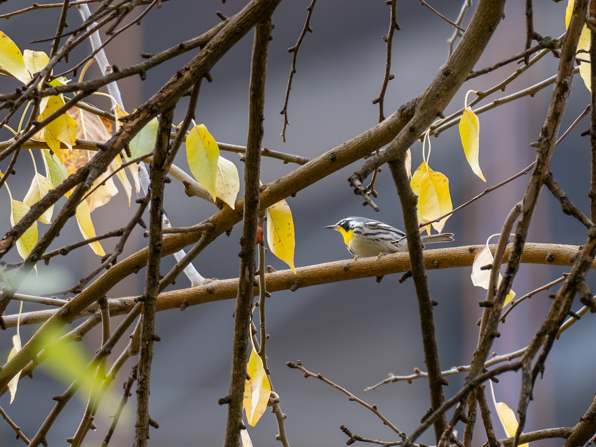 Yellow-throated Warbler - ML645850371
