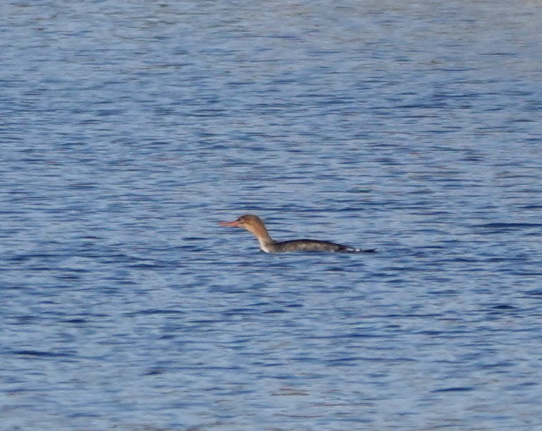 Red-breasted Merganser - ML645850376