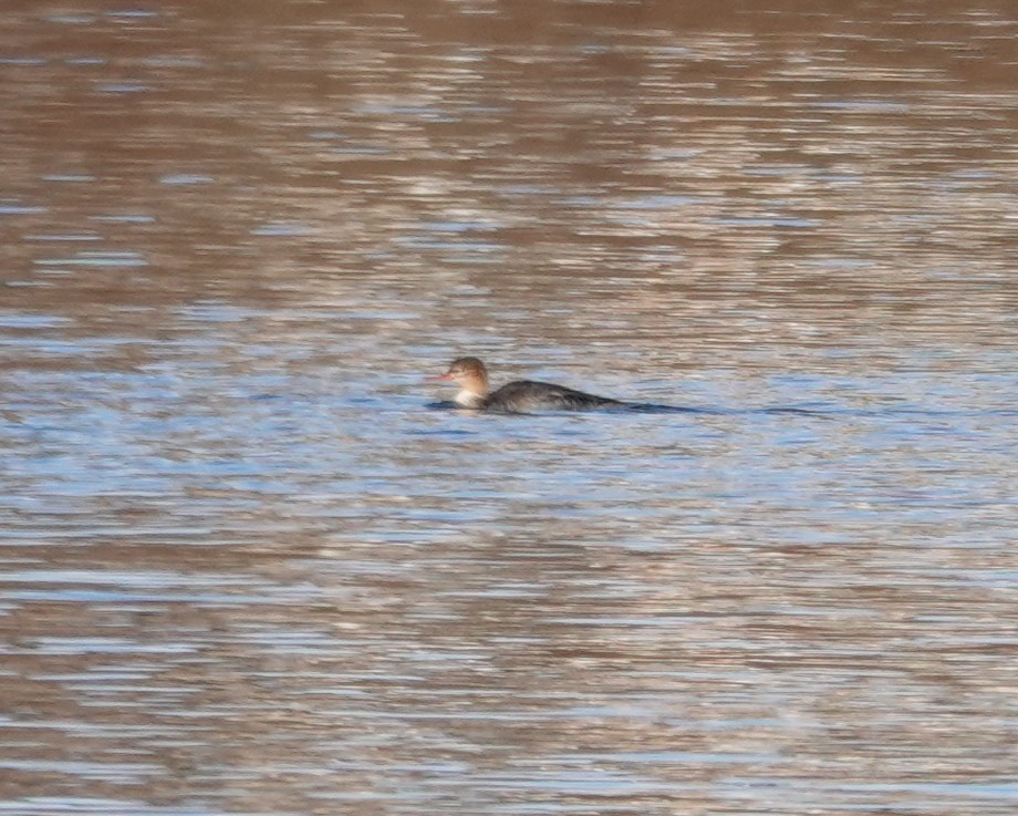Red-breasted Merganser - ML645850377