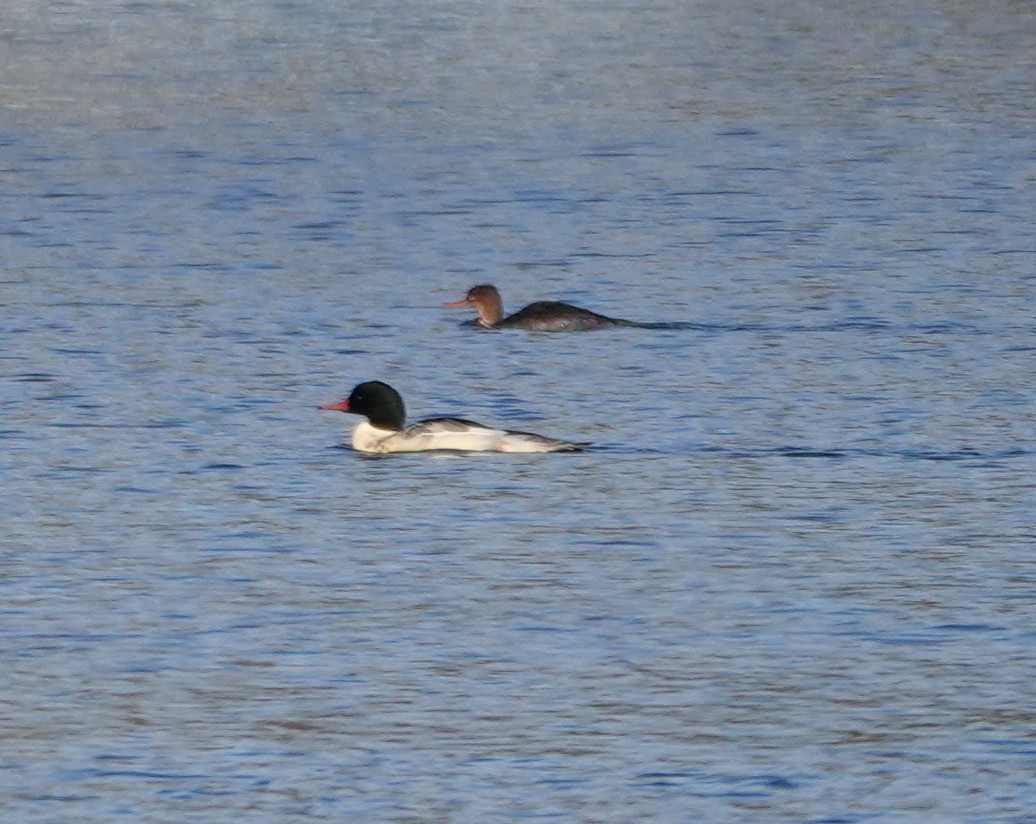 Red-breasted Merganser - ML645850378