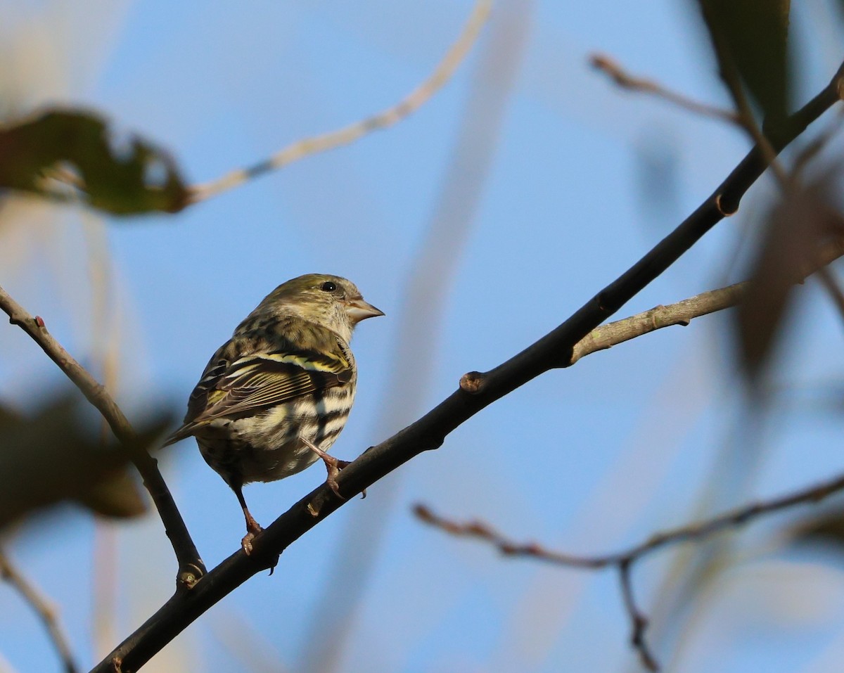 Eurasian Siskin - ML645850381