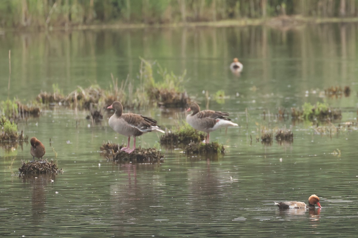 Red-crested Pochard - ML645850382