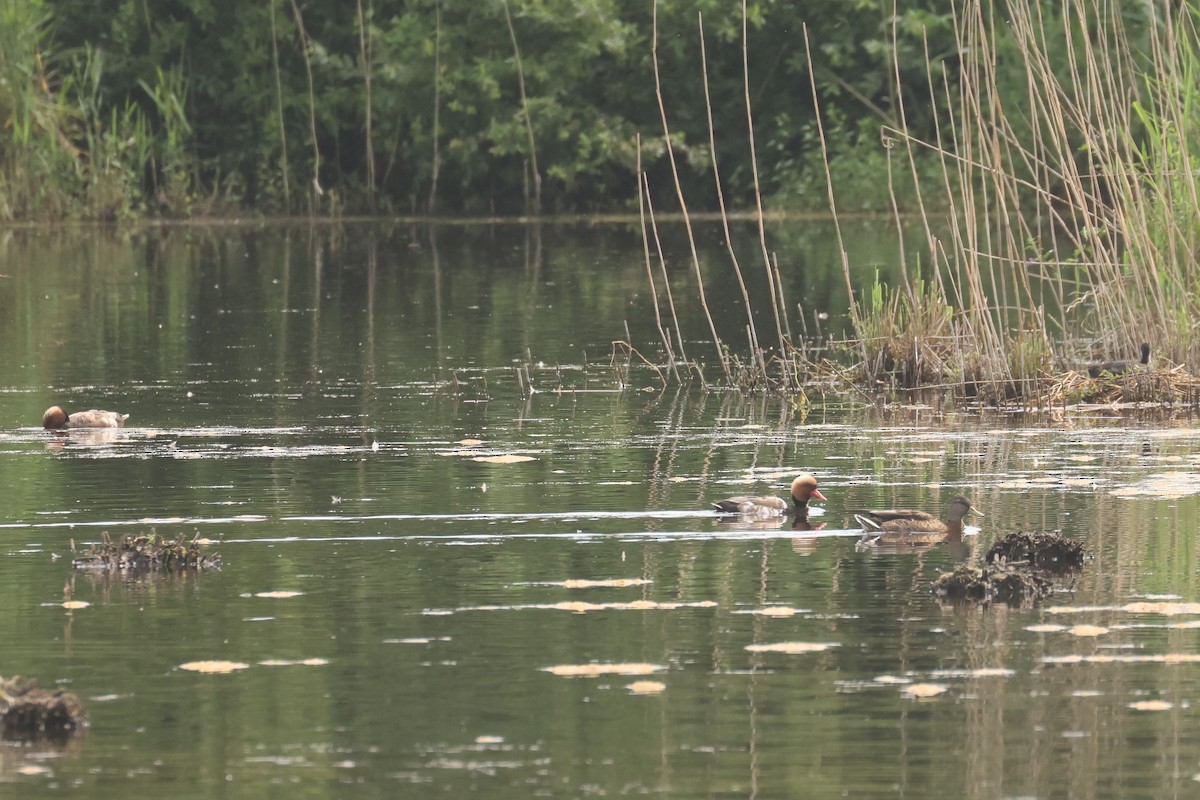 Red-crested Pochard - ML645850384