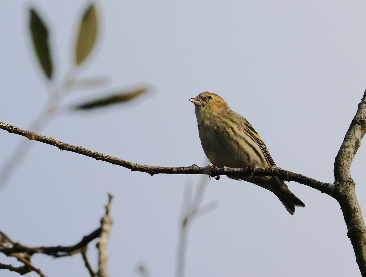 Eurasian Siskin - ML645850385