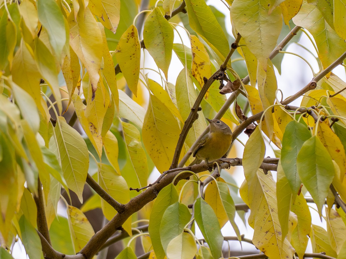 Nashville Warbler - ML645850386