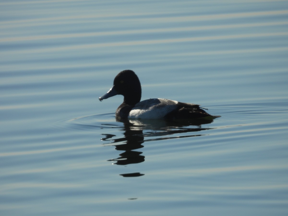 Lesser Scaup - ML645850395