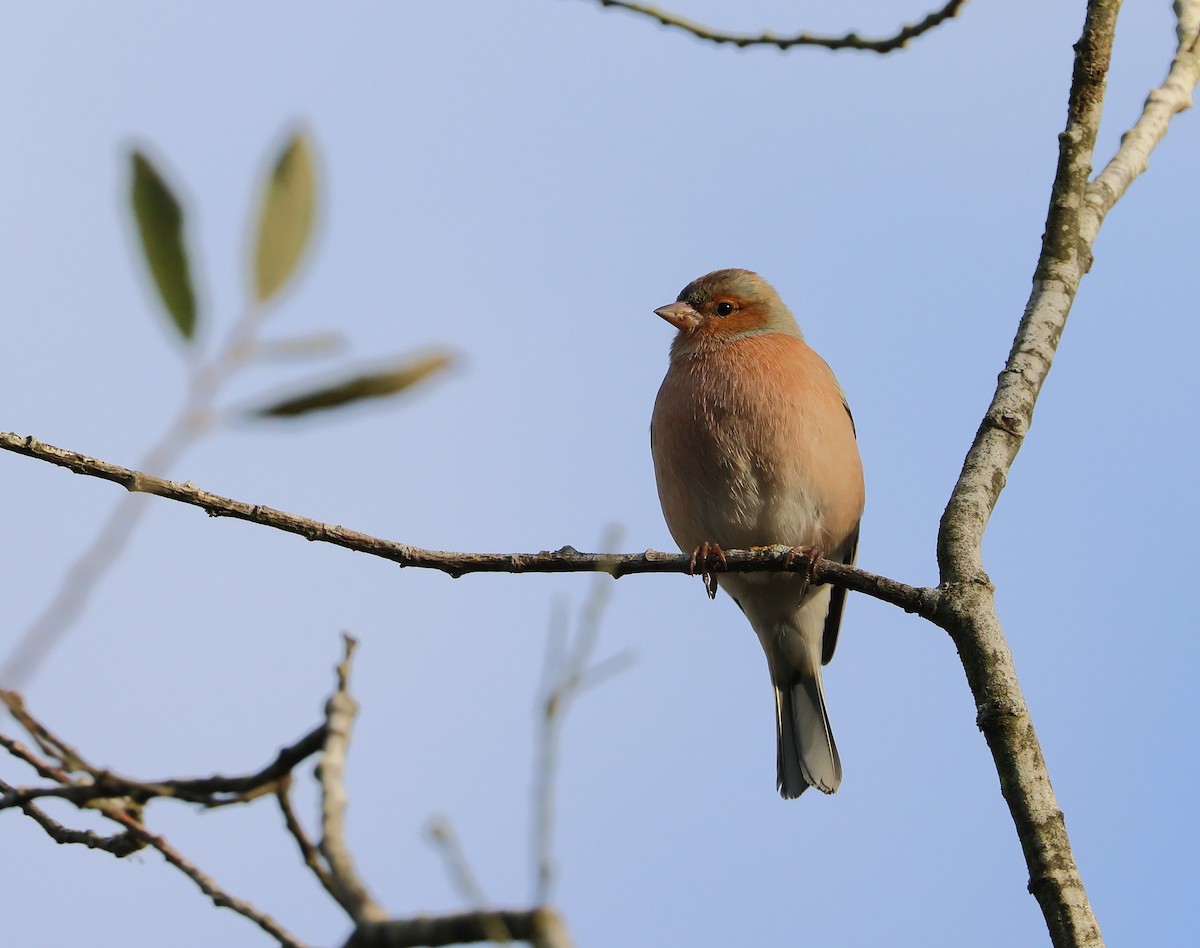 Common Chaffinch - ML645850399
