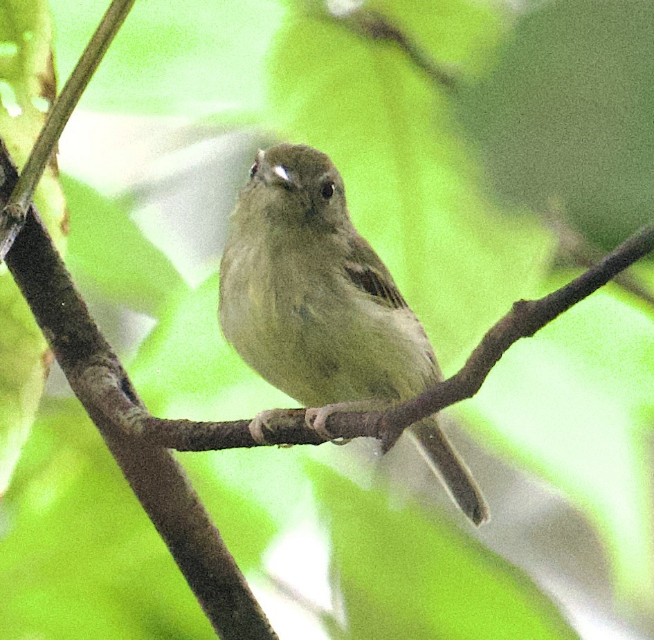 Southern Bentbill - ML645850400