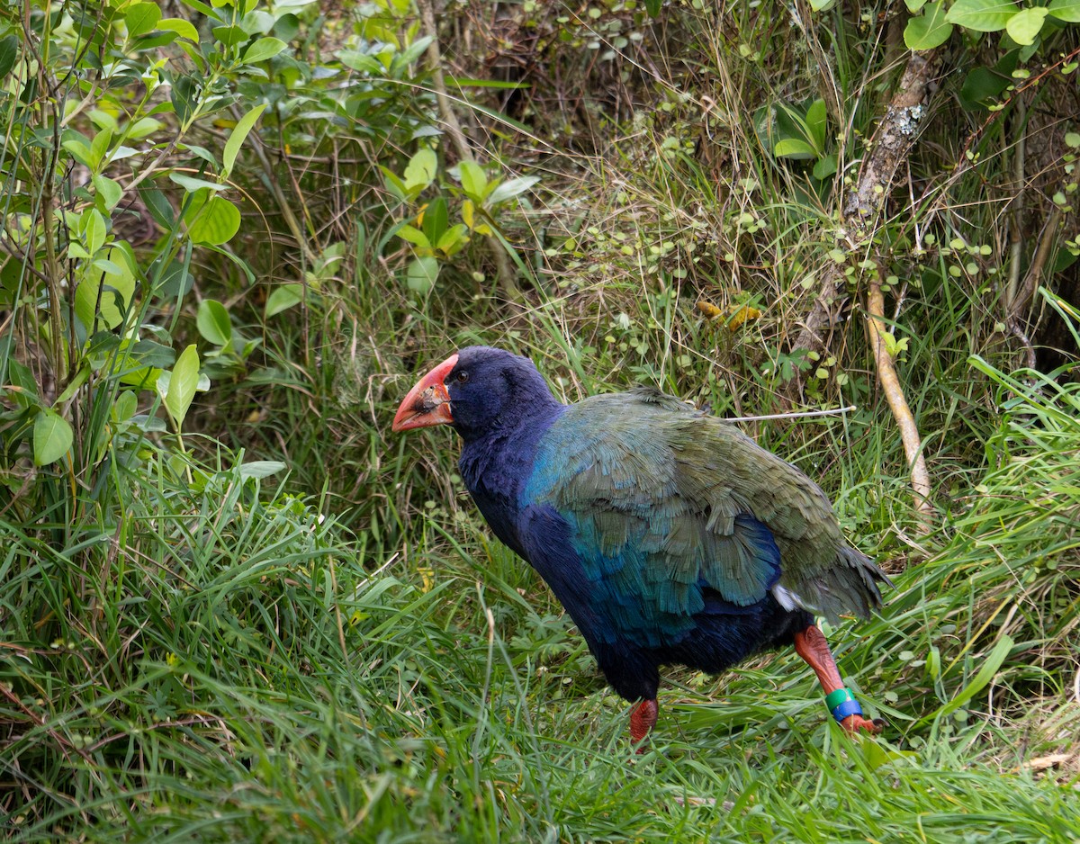 slípka novozélandská - ML645850403