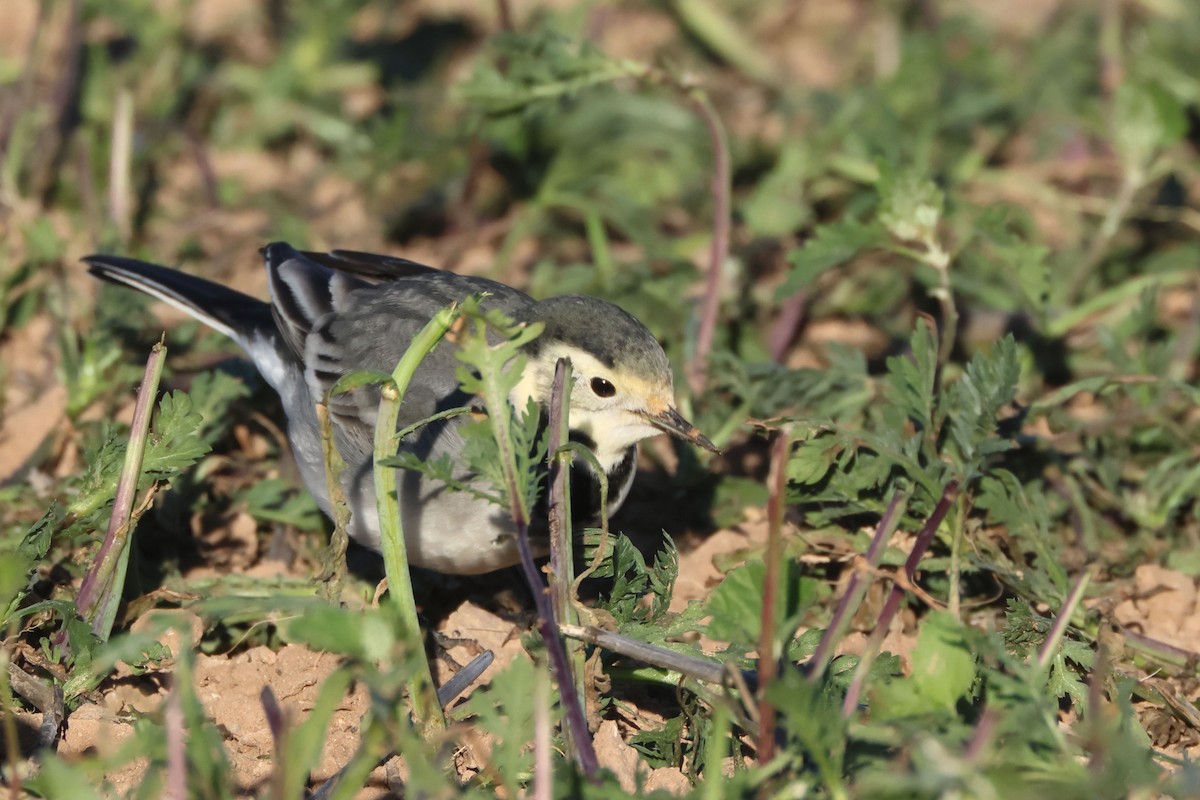 konipas bílý - ML645850409