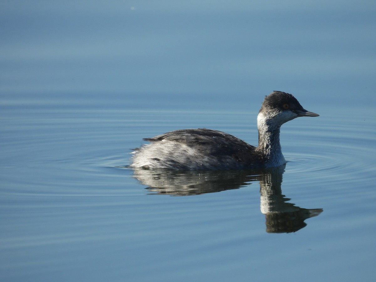 Grèbe à cou noir - ML645850426