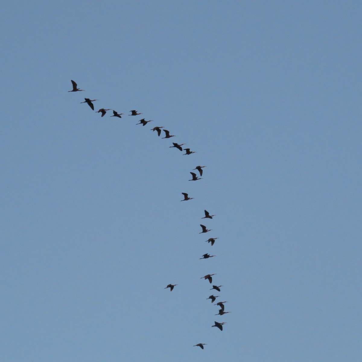 Beltzaran musuzuria - ML645850435